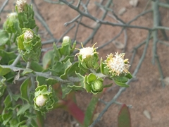 Baccharis vernalis
