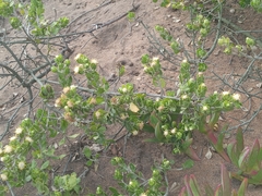 Baccharis vernalis
