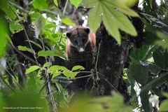 Nasua olivacea
