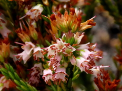 Erica capillaris