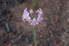 Alstroemeria revoluta