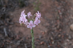 Alstroemeria revoluta