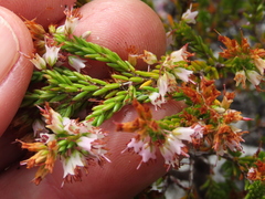 Erica capillaris