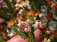Erica capillaris
