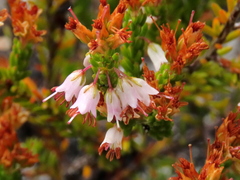 Erica capillaris