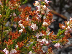 Erica capillaris