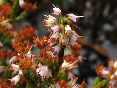 Erica capillaris