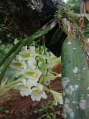 Rodriguezia granadensis