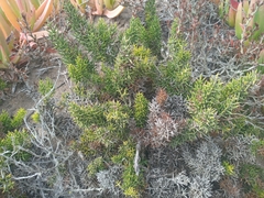 Colletia hystrix
