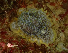 Doriopsilla areolata