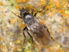 Diptera