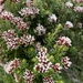Alpine Everlasting - Photo (c) RikeF, some rights reserved (CC BY-NC), uploaded by RikeF