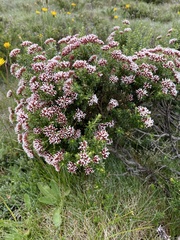 Ozothamnus alpinus