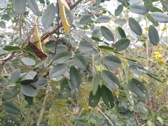 Erythrostemon yucatanensis