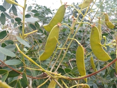 Erythrostemon yucatanensis