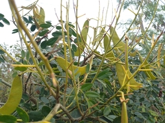 Erythrostemon yucatanensis