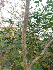 Erythrostemon yucatanensis