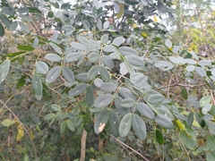 Erythrostemon yucatanensis