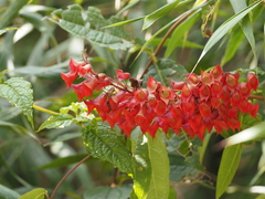 Salvia libanensis