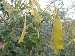 Erythrostemon yucatanensis