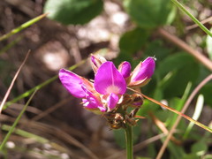 Galactia stereophylla