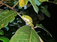 Phyllomedusa burmeisteri