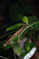 Neohirasea