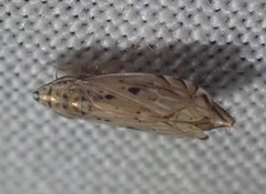 Flexamia