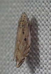 Flexamia