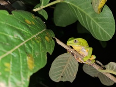 Phyllomedusa burmeisteri
