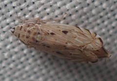 Flexamia