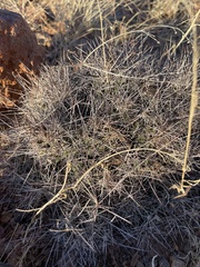 Coryphantha macromeris