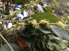 Croton magdalenensis