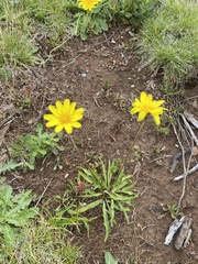 Microseris lanceolata