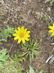Microseris lanceolata