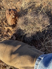 Coryphantha macromeris