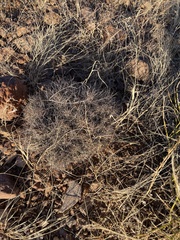 Coryphantha macromeris