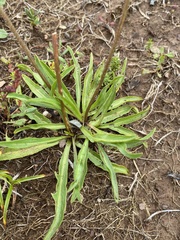 Microseris lanceolata