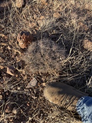 Coryphantha macromeris
