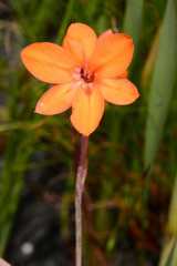 Watsonia zeyheri