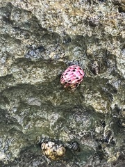 Nerita versicolor