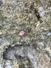 Nerita versicolor