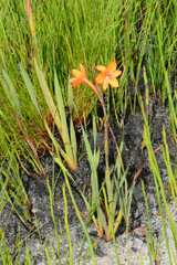 Watsonia zeyheri