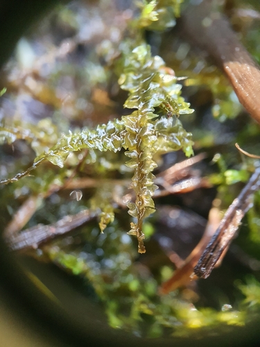 Fen Notchwort (Mesoptychia rutheana)