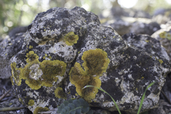 Variospora flavescens