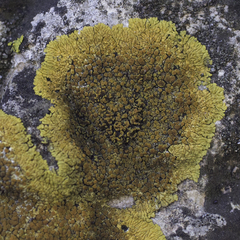 Variospora flavescens