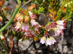 Erica capillaris