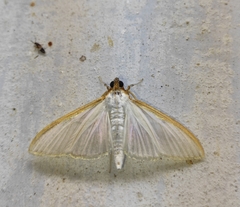 Palpita vitrealis