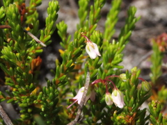 Erica capillaris