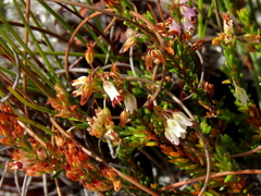 Erica capillaris